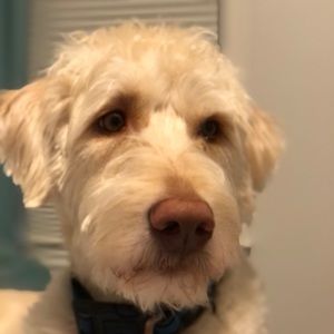 Meet your Posher, Lilly